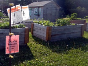 The area food bank has already started harvesting its own lettuce and onions. DAN KERR