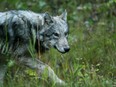 Parks Canada wildlife officials confirm two lone wolves were euthanized as a result of human food conditioning in Banff National Park last week. Photo credit Mike Drew/Postmedia News.