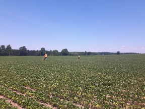 The NWMO contracted Tulloch’s Environmental Practice to conduct a ground nesting bird habitat assessment near the first planned borehole location in South Bruce.