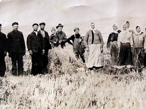 Doukhobors communally harvesting near Lundbreck, 1917. Courtesy of John Kalmakov.