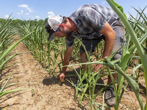 Matt Kittell of Strathroy is seeing his corn crop curl its leaves to trap moisture during what appears to be a drought in much of Southwestern Ontario. Mike Hensen/Postmedia Network