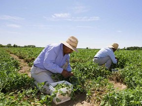 Migrant farm workers pick peas on a farm near London in this file photo. File photo/Postmedia Network