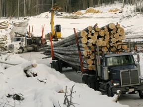 A truck is loaded in the Grande Prairie Canfor logging area  where they are harvesting on Feb. 21, 2007.