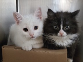 The Ontario SPCA has started limited contact adoptions as of July 8 at all of its animal centres across the province including the Renfrew County Animal Centre in Pembroke. Submitted photo