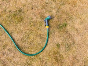 Dry and brown grass with hosepipe