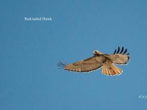 A red-tailed hawk can be identified in flight by their broad wings and rusty red tails.