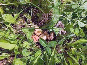 One of the alleged piles of dog food mixed with rat poison found in a community of rural residents north of Beach Corner in Parkland County. While police have received no calls about the issue as of filing, several citizens are concerned.