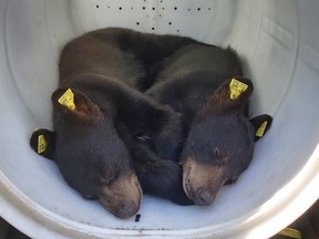 A pair of tiny bear cubs is tranquilized for transport to a Muskoka bear sanctuary after their mother was struck by a vehicle in Sudbury. The two orphans were spotted by city staff in a Garson park, sheltering in a tree.