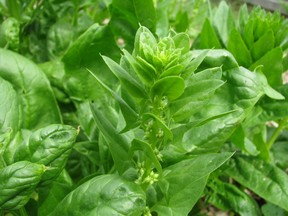 Spinach can be a fall crop, notes columnist Denzil Sawyer.