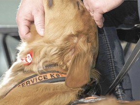 PTSD service dog Bailey provides comfort.
Ian Kucerak /Postmedia