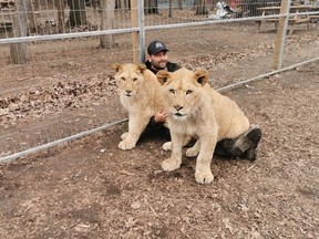South Huron council has denied an exotic animal bylaw exemption request from Sarnia's Brandon Vanderwel, above, and Destiny Duncan, who wanted to bring two lion cubs named Pride and Joy to the municipality. Handout