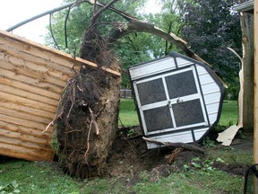 A large tree was uprooted in the backyard of a Huron Street West home Sunday morning, knocking over a shed. Many trees in the area were knocked down during a powerful storm.