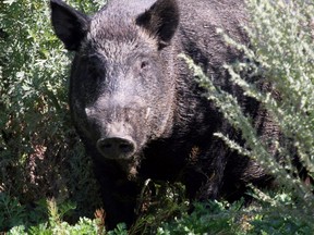 The County of Grande Prairie has officially prohibited the ownership of wild boar within its boundaries.