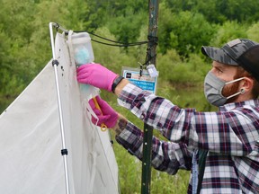 Patrick Burgess, an integrative biology master’s student at the University of Guelph, collecting samples from a Malaise trap in Simcoe on Tuesday afternoon. (ASHLEY TAYLOR)