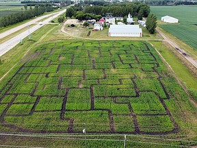 Portage la Prairie will be home to a brand new corn maze thanks to the Fort la Reine museum. The maze is expected to open mid-August. (supplied photo)