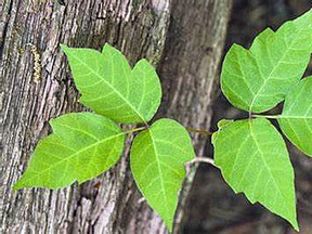 It is not unusual to find leaves of vining poison ivy crawling up the side of a tree trunk. It is found in every province except Newfoundland. (Supplied photo)