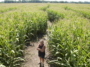Ingrid Dieleman, who owns the iMaze with her husband Ken, is shown in the field in Thamesville in this 2012 file photo. The Dielemans partnered with the Dresden Terry Fox Run this year to mark 40 years since Terry Fox decided to run across Canada in support of cancer research. (File photo/Postmedia Network)