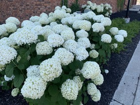 There is no summer flowering shrub that puts on a better show than Hydrangeas. John DeGroot photo