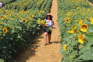 Brenda Pentland of London walks Sunday through Miracle Max's Minions' sunflower fields with a bouquet.