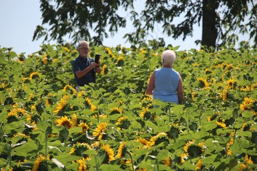 Visitors snap a photo in the sunflowers at Miracle Max's Minions Sunday on Douglas Line in Plympton-Wyoming.