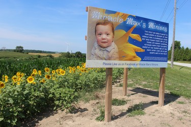 The original Miracle Max's Minions sunflower field opened Sunday at 5023 Douglas Line in Plympton-Wyoming. It has been joined this year by locations in Bayfield and 7311 Lakeshore Rd., in Lambton Shores, and once it begins blooming, 7143 Forest Rd.