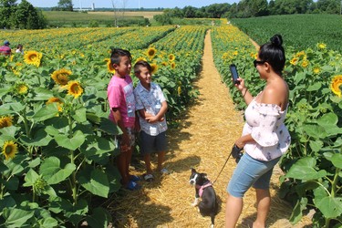 Samroch Trotman of London takes photos of her sons Isaiyah, 11, left, and Issaic, 9, Sunday at Miracle Max's Minions sunflower field on Douglas Line in Plympton-Wyoming.