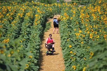Bonnie Wlydyka, of London, in a mobility chair while nursing a broken foot, visits the Miracle Max's Minions sunflower field Sunday on Douglas Line in Plympton-Wyoming.