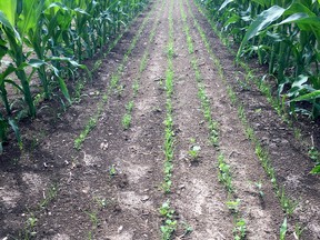 A demonstration project, just south of Clinton, is looking at cover crops and whether 60-inch corn rows can help establish a cover crop better than 30-inch rows. Handout