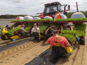 Area students and friends of the family plant watermelons on the farm of Peter Gubbels near Mt. Brydges in May. Gubbels, who grows 120 acres of the melons. Mike Hensen/Postmedia Network