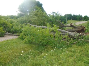 Windfall following the windstorm that swept through Huron County on July 19. Patrick Capper photo