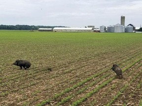 Two wild pigs are shown on a farm in Chatham-Kent. This photo was posted to Twitter in September 2018 by Ryan Brook, an associate professor from the University of Saskatchewan who studies wild boars. (Handout/Postmedia Network)