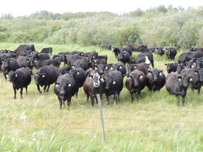 Livestock can graze on crown land for a period this season. (supplied photo)