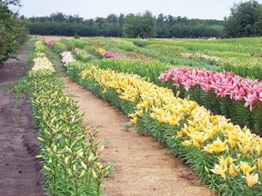 The subject lily in Ted’s column today is not among the spectacular lilies growing in this lily plantation. (TED MESEYTON/SINGING GARDENER)