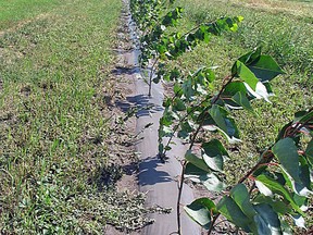 Shelterbelt planting is happening along the Number 1 highway. (supplied photo)