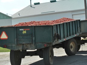 A tomato wagon at Dresden during the processing season in 2017. The community’s Conagra Brands processing plant will soon have 100 migrant workers from Jamaica coming to work at the facility. The workers have not arrived yet and Conagra brings in additional seasonal workers every year, but they've now taken extra precautions due to the COVID-19 pandemic. File photo/Postmedia Network