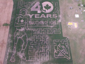 The design in the iMaze on the Dieleman corn farm in Thamesville features Terry Fox this year in recognition of 40 years since he decided to run across Canada to raise money for cancer research.