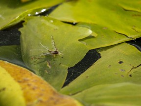 A newly hatched mayfly-like insect on a pond lily in Burnstick Lake west of Caroline, Ab., on Tuesday, June 18, 2019.