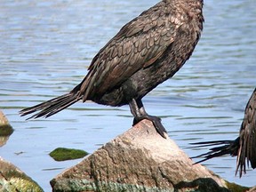 The province announced Friday the fall hunting season for double-crested cormorants will begin this year on Sept. 15 and last until Dec. 31. 
Canadian Press Photo