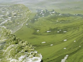 A file photo of a blue-green algae (cyanobacteria) bloom.