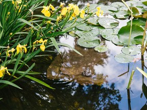 A pond can be both a hobby and an asset to your property, writes columnist Denzil Sawyer.
