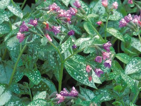 Lungwort and other spring-blooming plants should be divided in early summer, after they have flowered, writes columnist Denzil Sawyer.