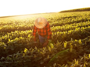 Seasonal agricultural workers in Brant, Haldimand and Norfolk counties are entitled to health care while working in Canada.