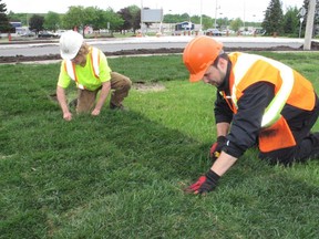 The final phase of construction on Brookdale Avenue on Monday morning included sod being put in place just south of the traffic circle. With Macdonell's Garden Centre Landscaping Division are Aiden Benton (left) and Lawson MacDonald. Photo on Monday, May 29, 2017, in Cornwall, Ont. Todd Hambleton/Cornwall Standard-Freeholder/Postmedia Network
