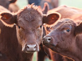 Cows are seen in a farm in a farm near Pergamino during the spread of the coronavirus disease (COVID-19) in Argentina