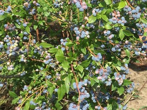 Blueberries at Park's Blueberries, Thamesville. Chatham This Week photo