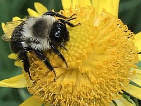 By shrinking our lawns in favour of more native plants we can all help to counter the disastrous decline of insect populations (Photo courtesy of Peter Ewins, WWF-Canada)