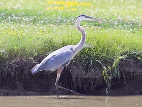 A great blue heron takes a step in Mud Creek in Chatham, Ont., on Wednesday, July 8, 2020. Mark Malone/Chatham Daily News/Postmedia Network