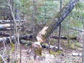The beaver that created this snag (hang up) must have been quite upset that it put those hours into chewing for naught. By the time the tree does fall, chances are the food value of the inner bark will be quite diminished. However, it will still make good dam building material.