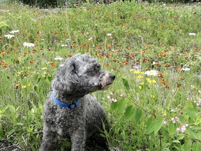 Kat loves summer wildflowers. How many can you name?