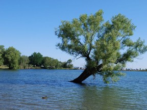 The "iconic" Summerfolk tree at Kelso Beach Park in Owen Sound. DENIS LANGLOIS